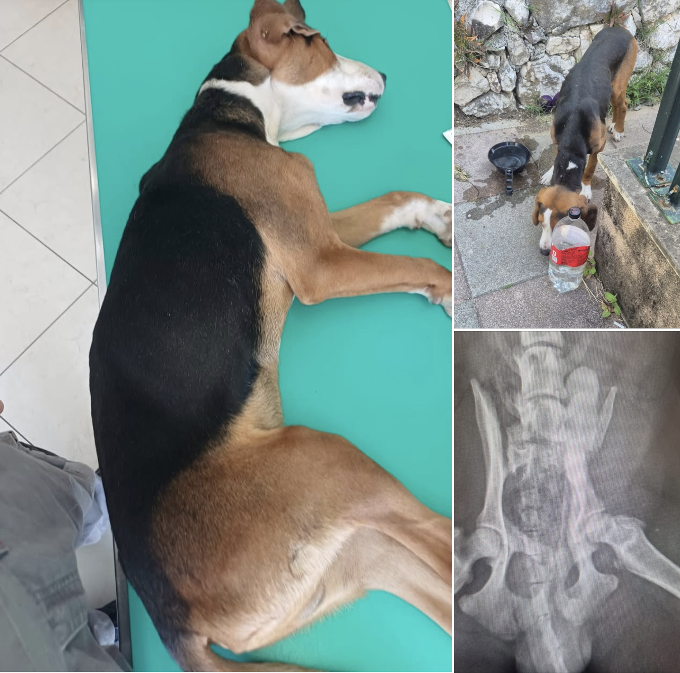 DANIMA HODAO SLOMLJEN